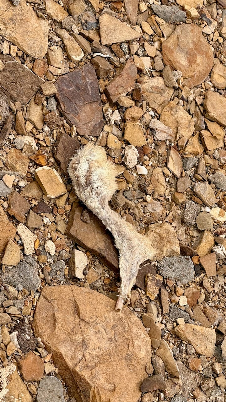 An unlucky rabbit.