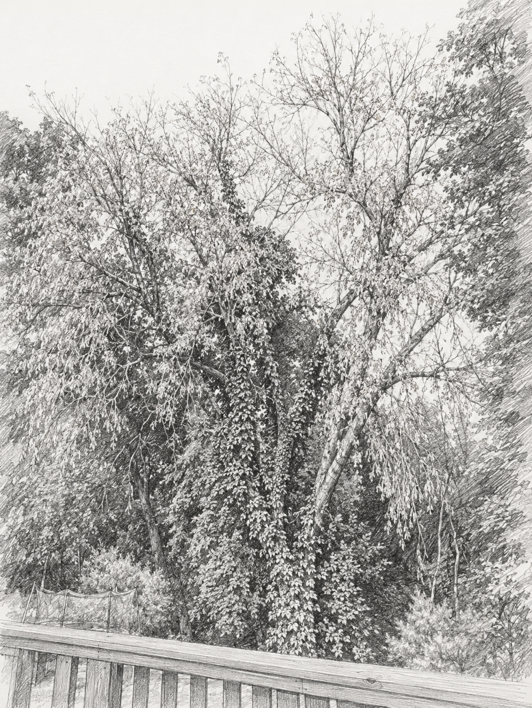 The Tree