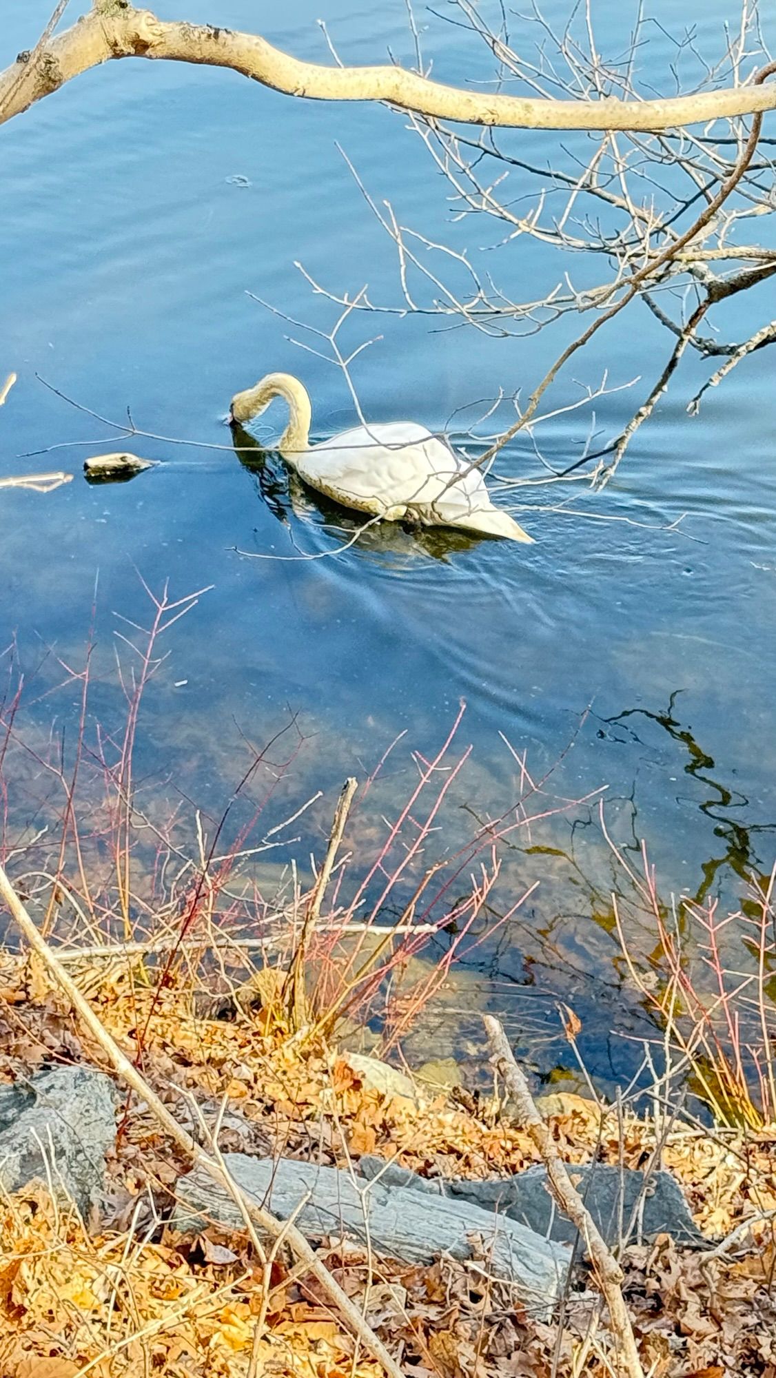 A Swan Alone