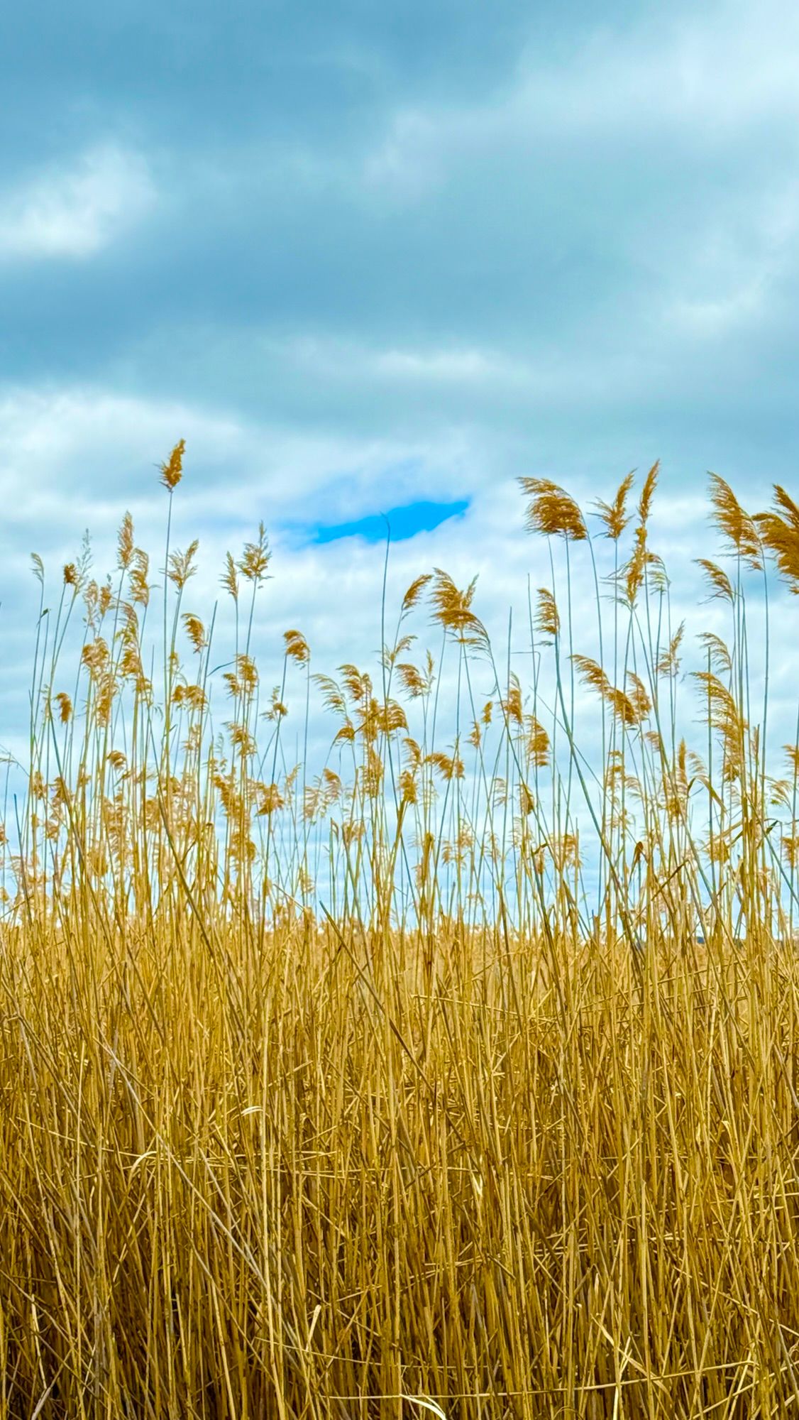 A Glimpse of Open Sky