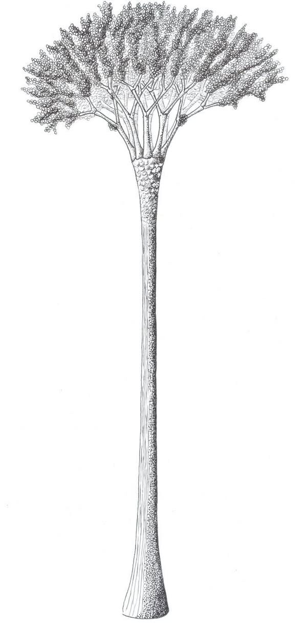 A drawing of an early form of tree known as a wattieza. 