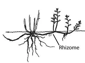 A graphic depicting a rhizome root.