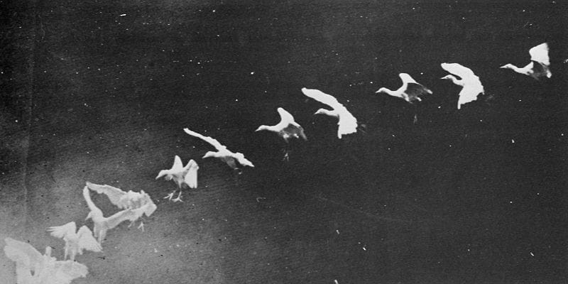 A late-19th-century chronophotograph: a single image showing a white bird's flight broken into many overlapping frozen phases across a dark ground.