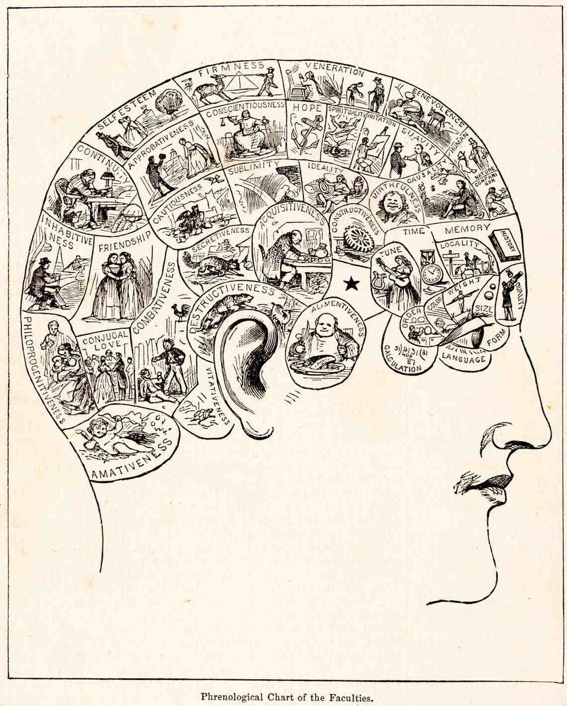 A 19th-century phrenological chart showing the regions of the brain and skull to which certain behaviors were ascribed.