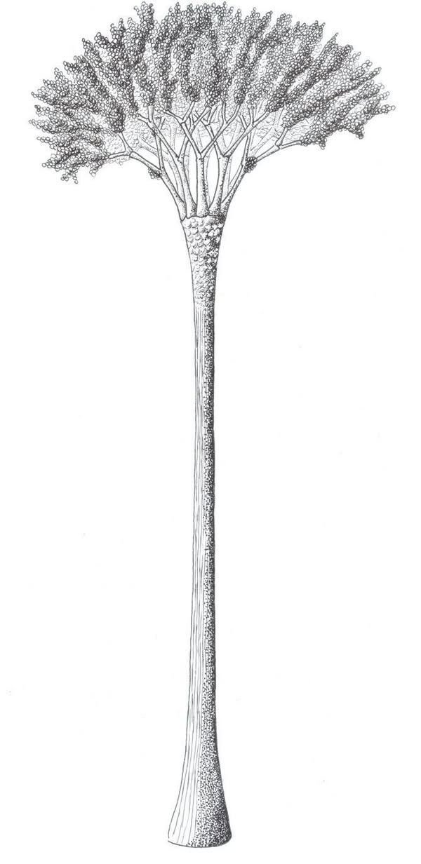 Capitalism & Schizophrenia Part III: Rhizomes and Bodies