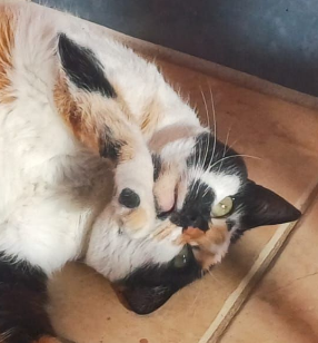 The most beautiful cat