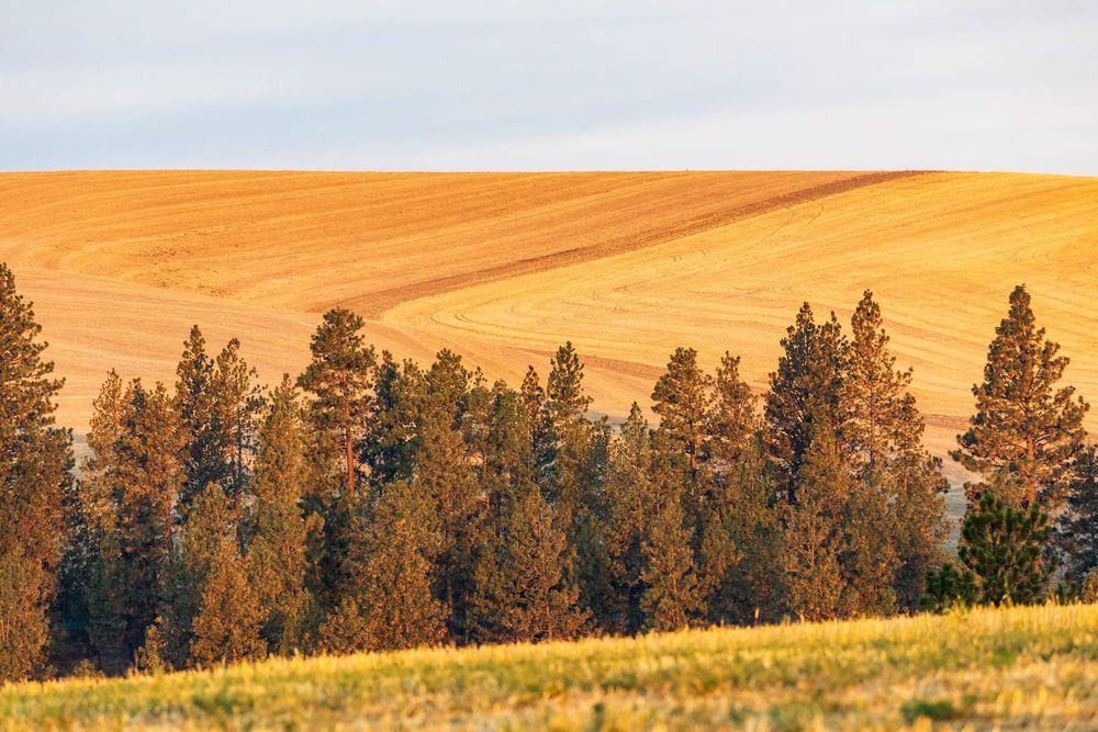 New Law Limits Syndicated Conservation Easement Deductions