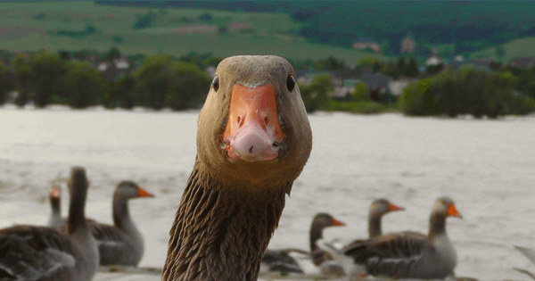 B2B attribution: Treasure hunt  or wild goose chase?