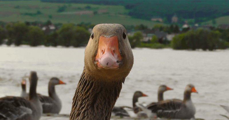 B2B attribution: Treasure hunt  or wild goose chase?