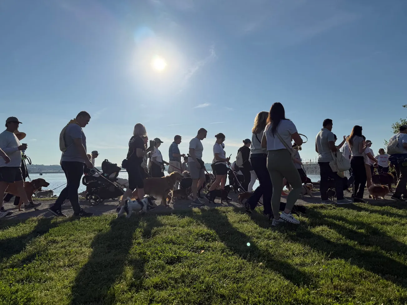 ALX Dog Walk doubles in size for fifth year as AWLA joins as partner