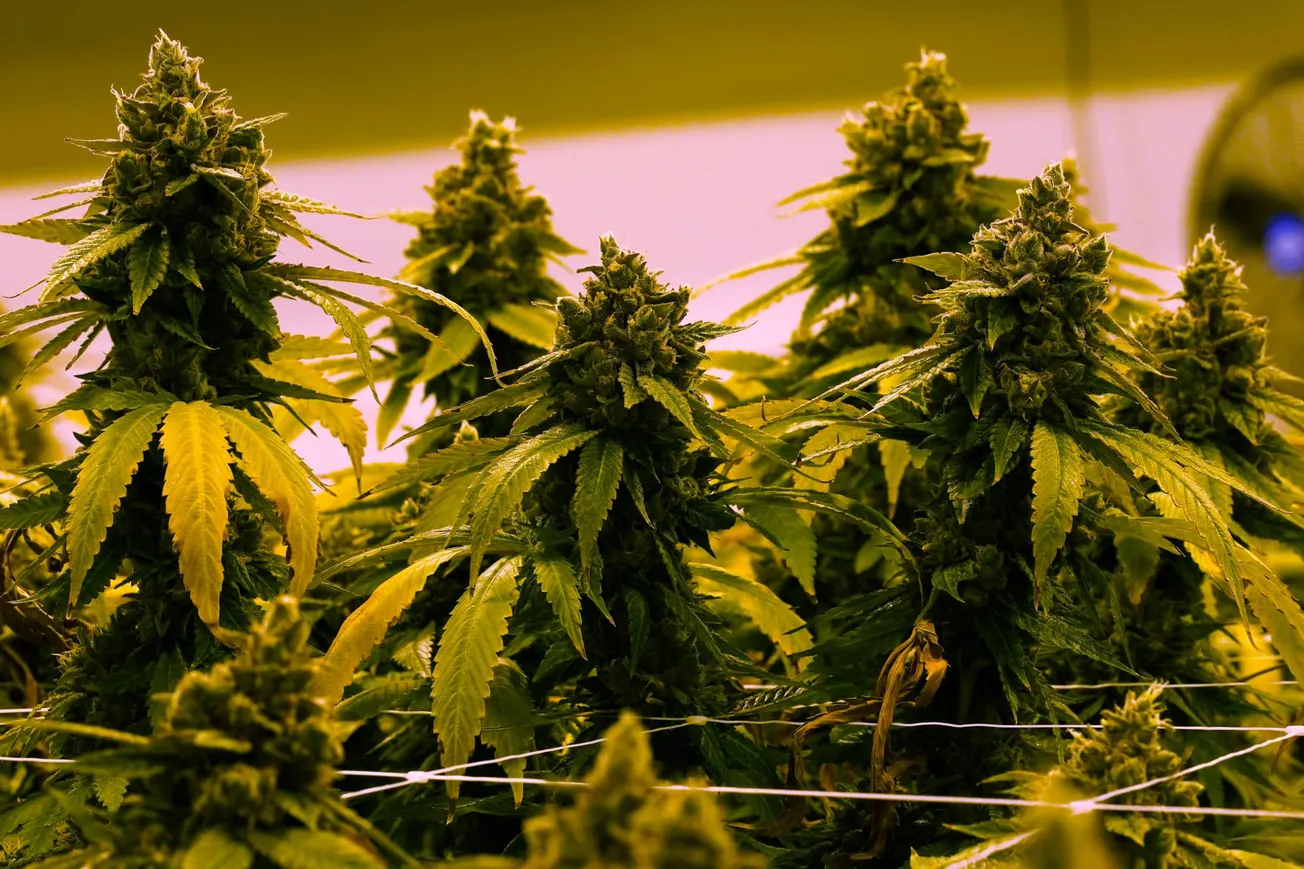 Virginia to allow recreational marijuana to be sold in retail stores beginning in 2027