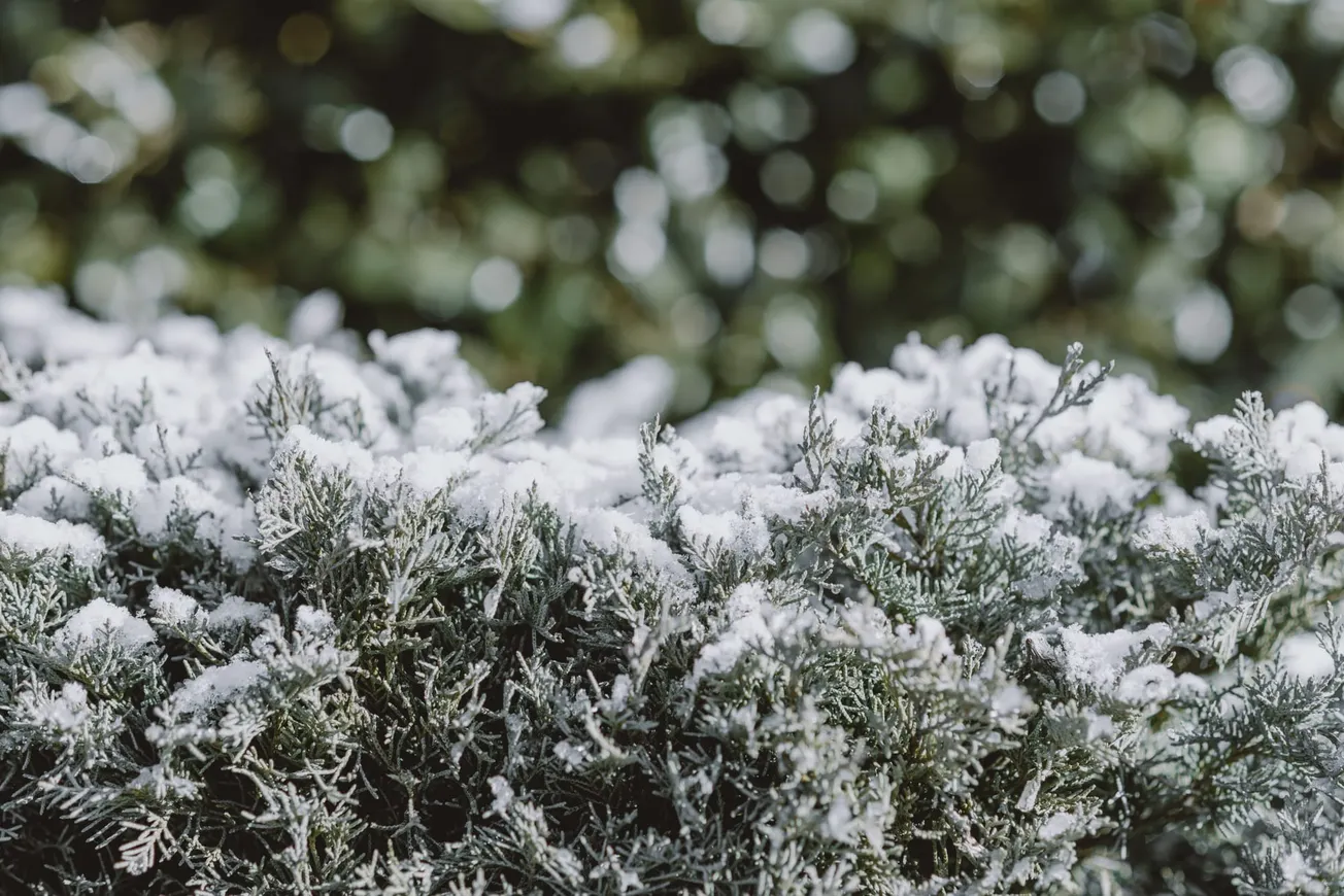 Alexandria eligible for federal farm disaster loans after spring frost and freeze