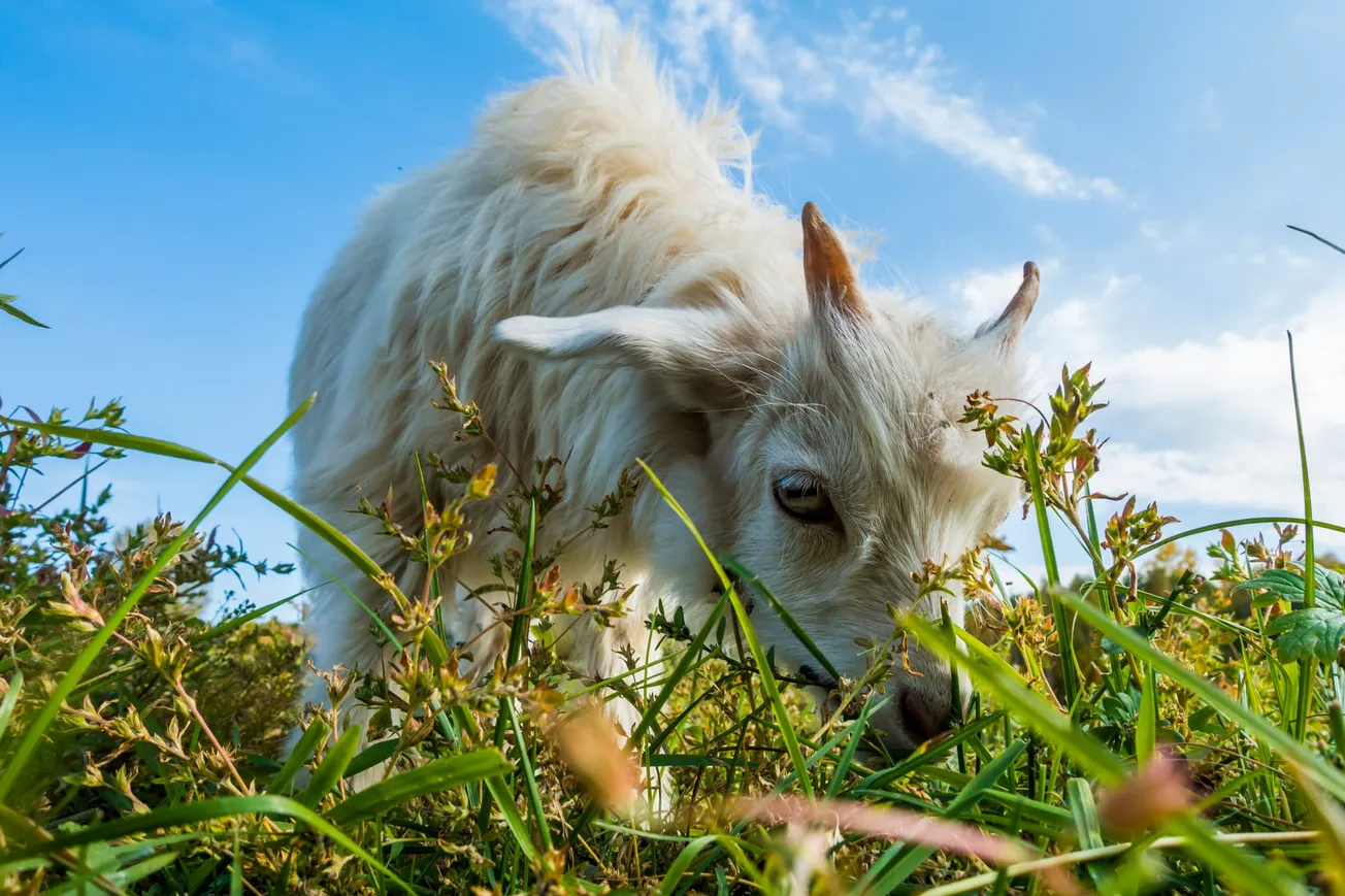Goats — and sheep — will graze kudzu off a slope at James Marx All Veterans Park