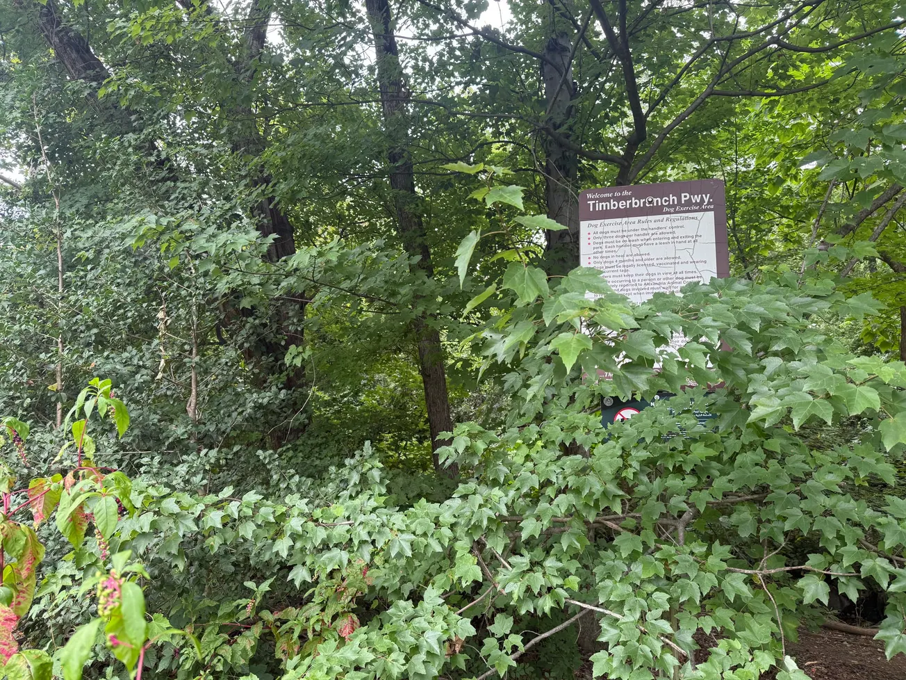 City hires contractor for invasive species work in 11 parks this fall