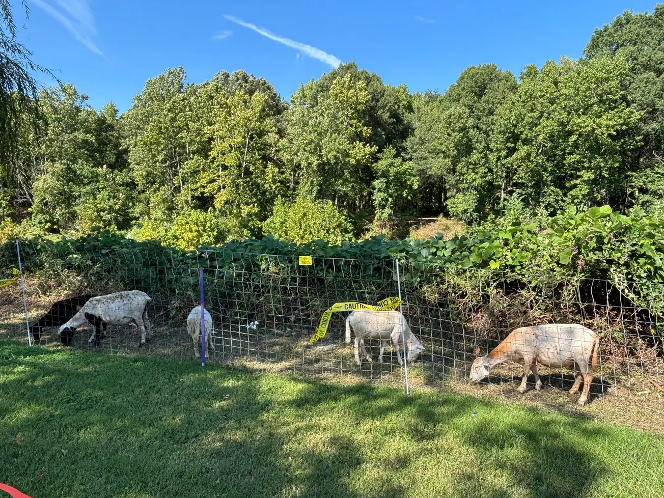 Goats cleared invasive plants from a park slope in six days