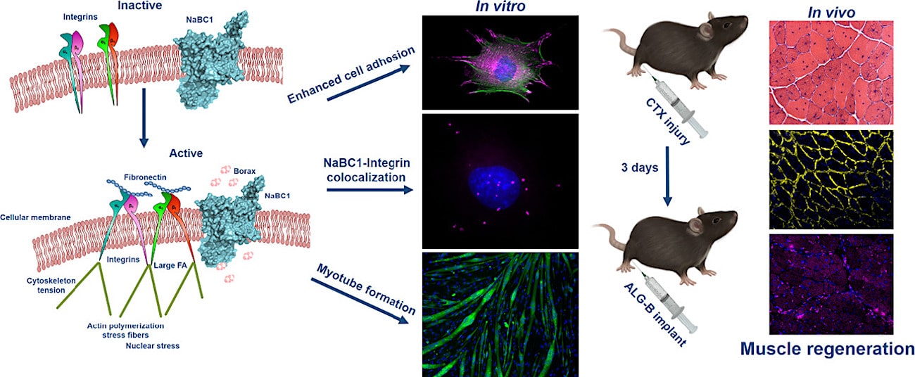action hydrogel reparation muscle