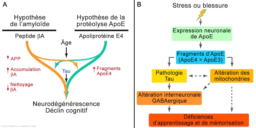 alzheimer theories schema