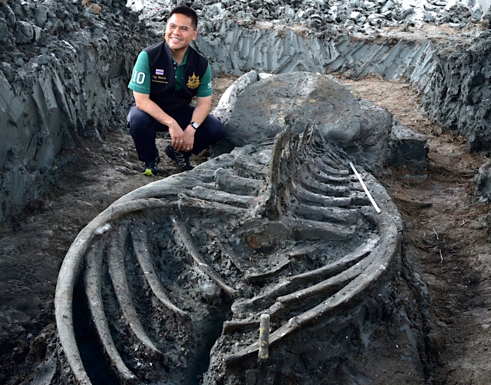 ancien squelette baleine renfermant indices changement climatique