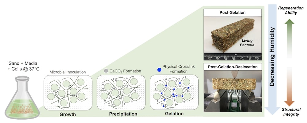 beton vivant auto-regenerant schema solidite