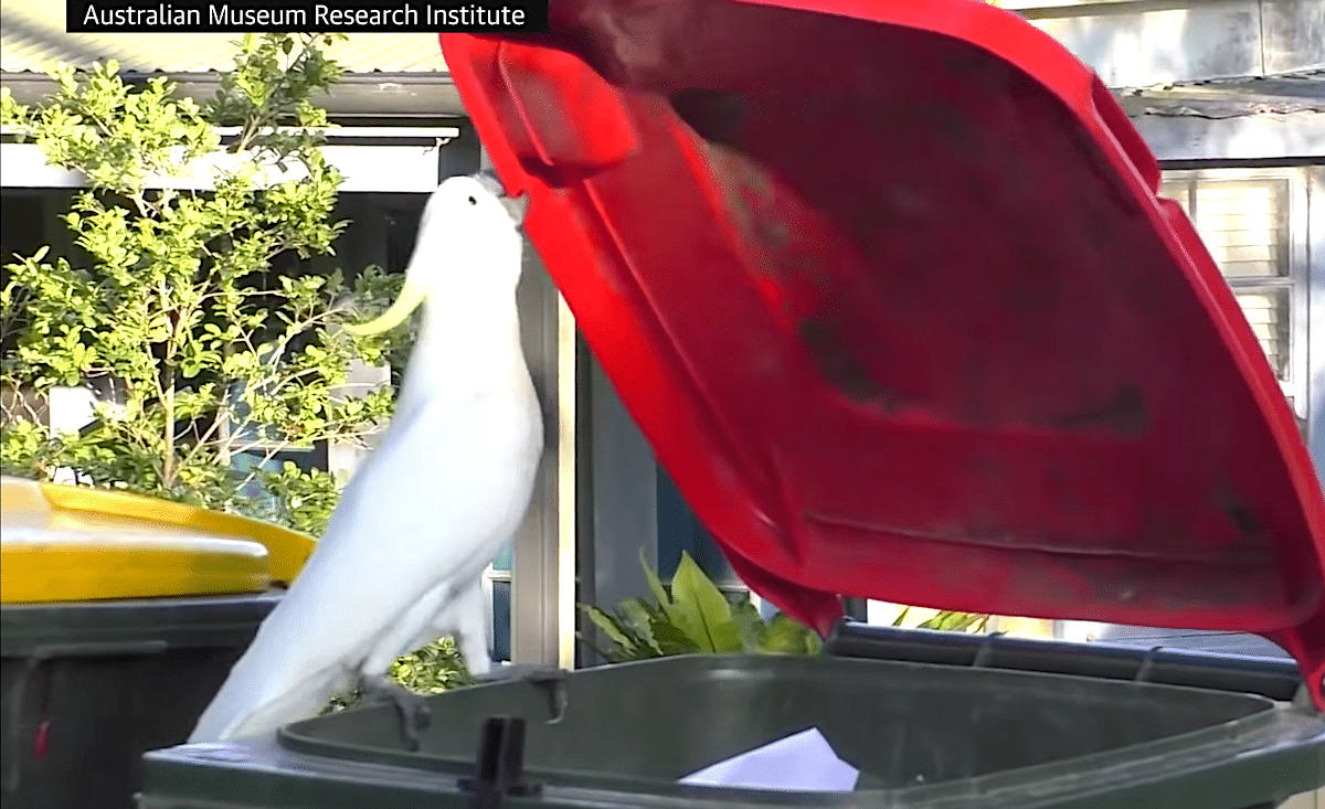 cacatoes male ouvre poubelle australie