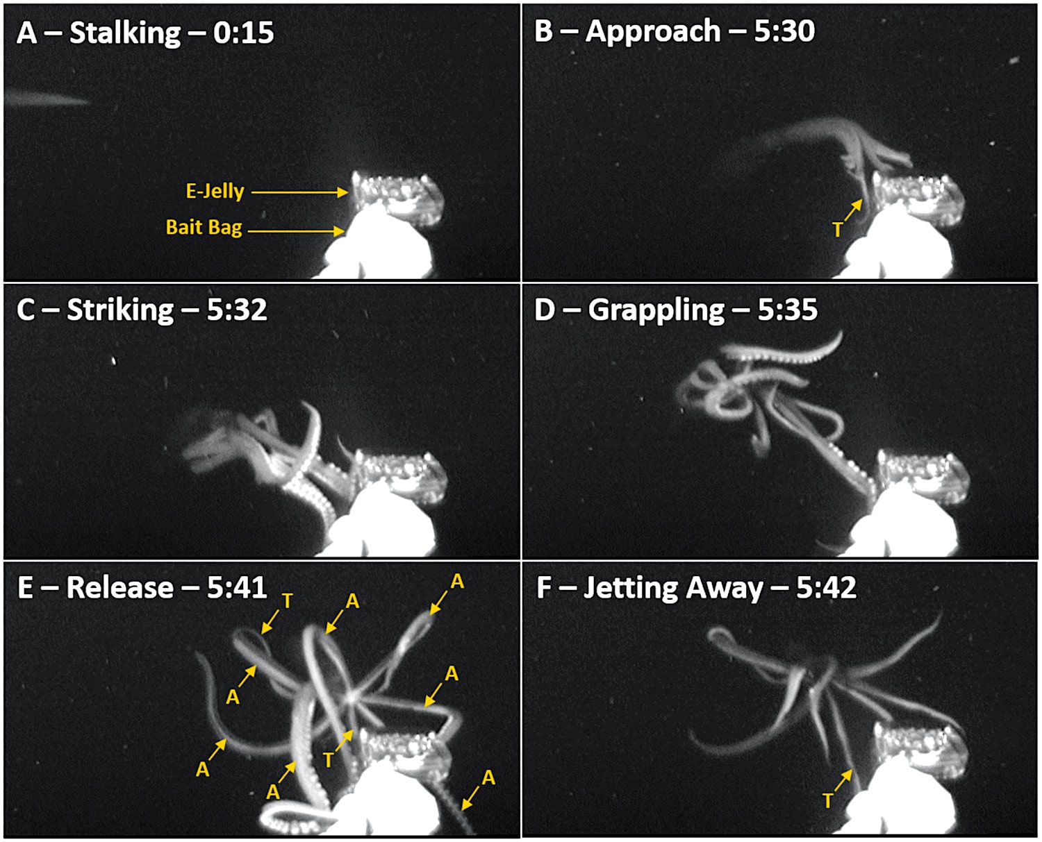 calmar geant chasse meduse leurre phases