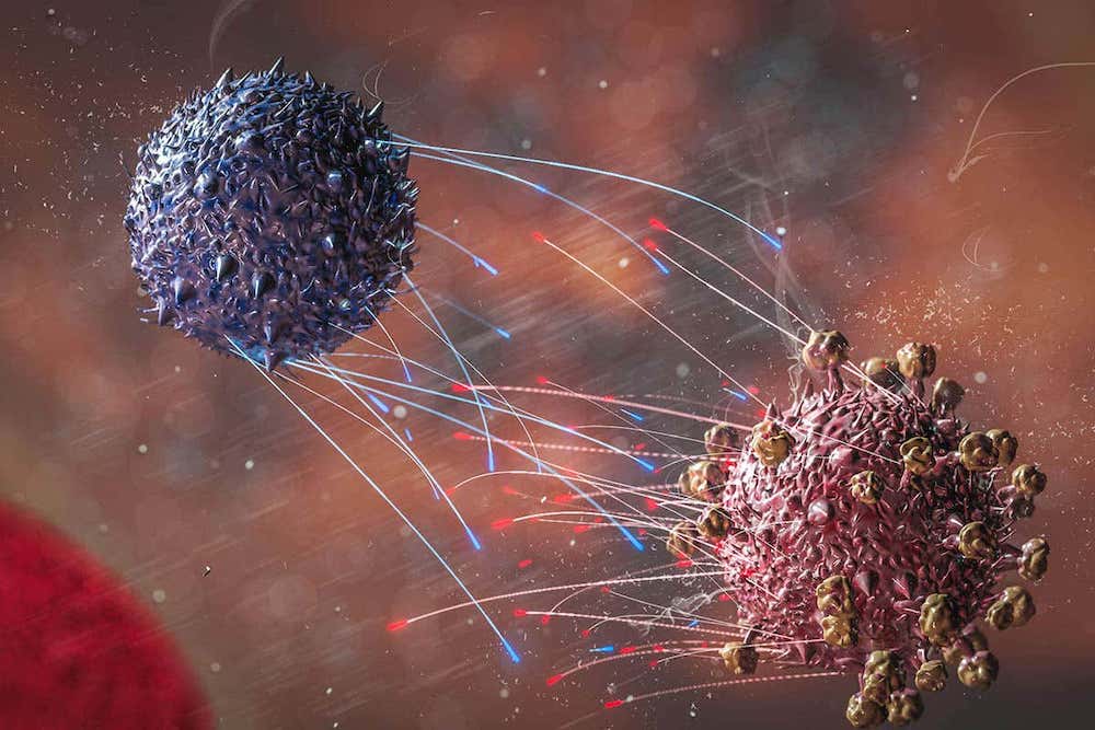 cellule t attaquant coronavirus