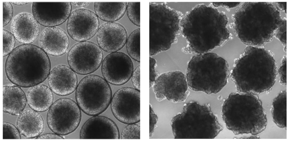 comparaison organoides humains archaiques