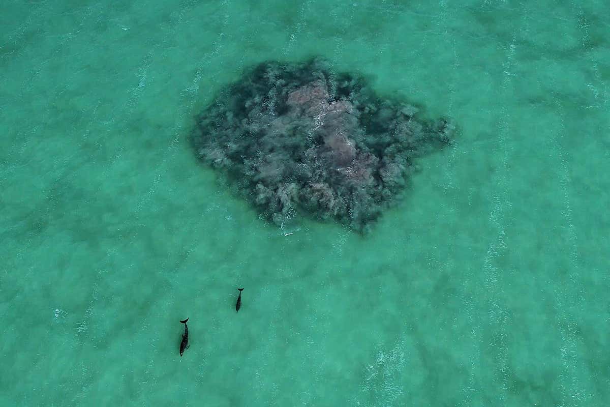 dauphins pres anneau boue