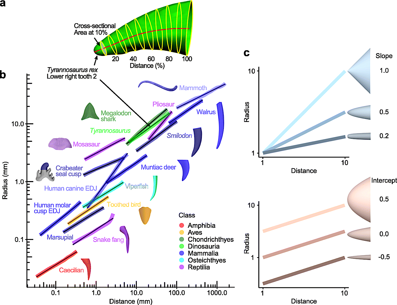 developpement dents vertebres schema