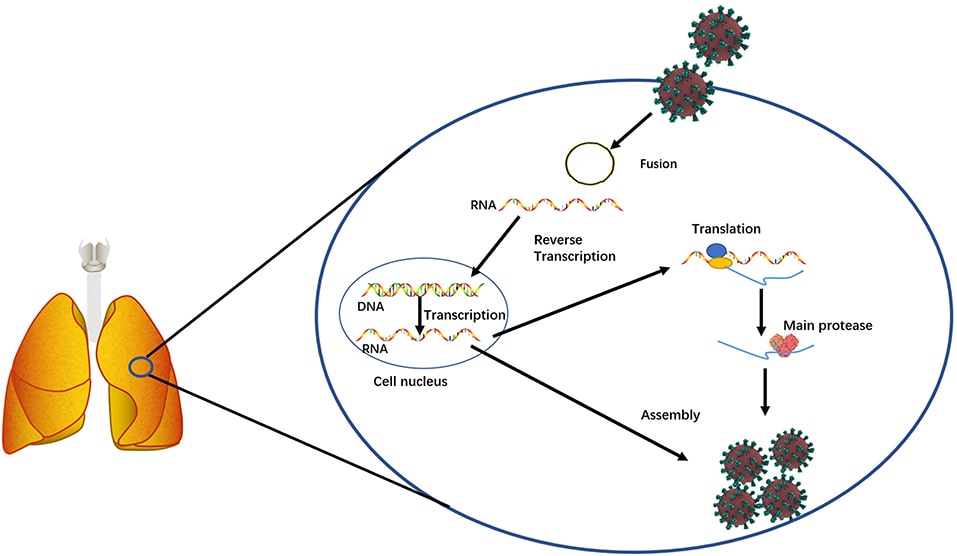 diagramme fonction protease replication sars-cov-2