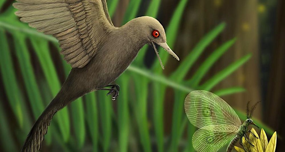 dinosaure plumes cretace oculudentavis khaungraae illustration