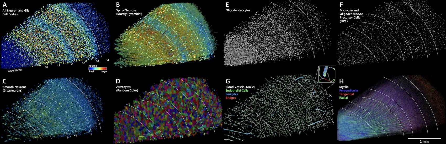 distribution cellules vaisseaux myeline cerveau echantillon google