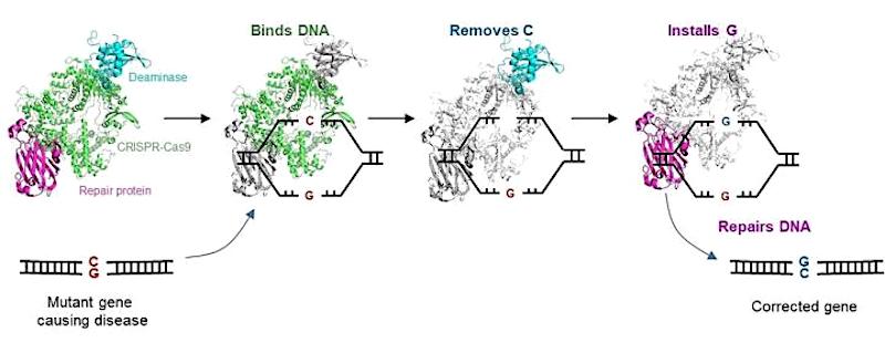 editeur genes cgbe crispr