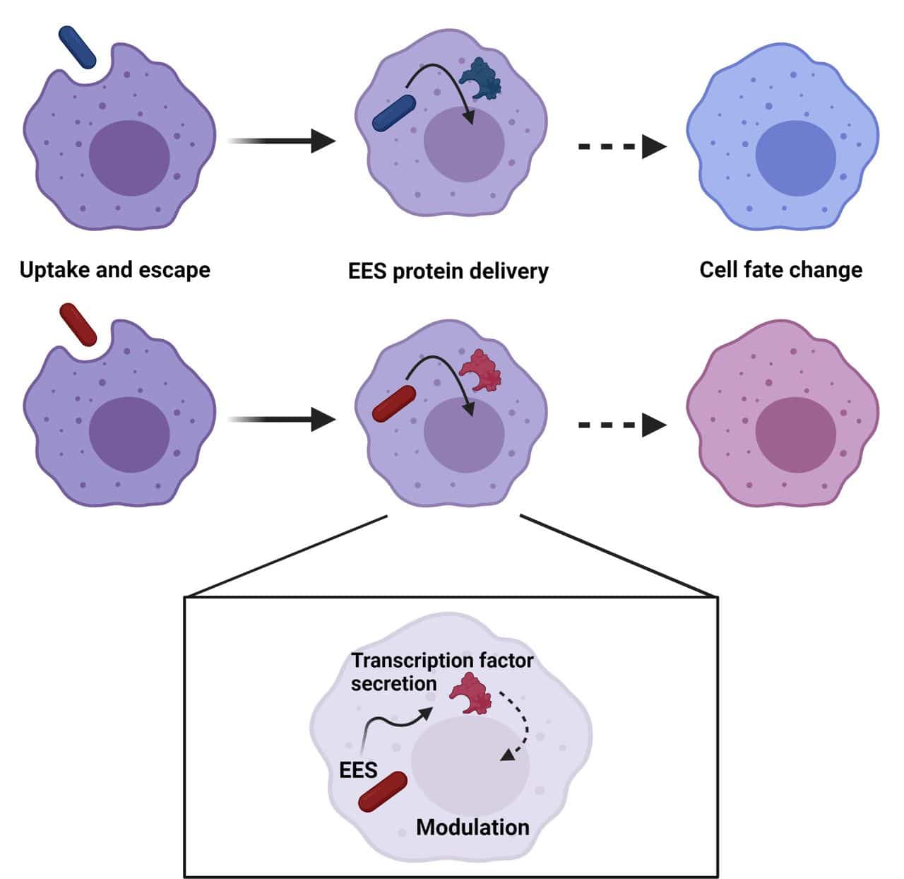 ees controle expression genes cellules