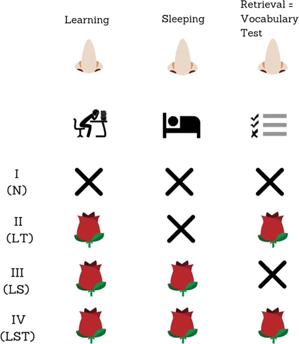 effet odeur rose apprentissage deroulement