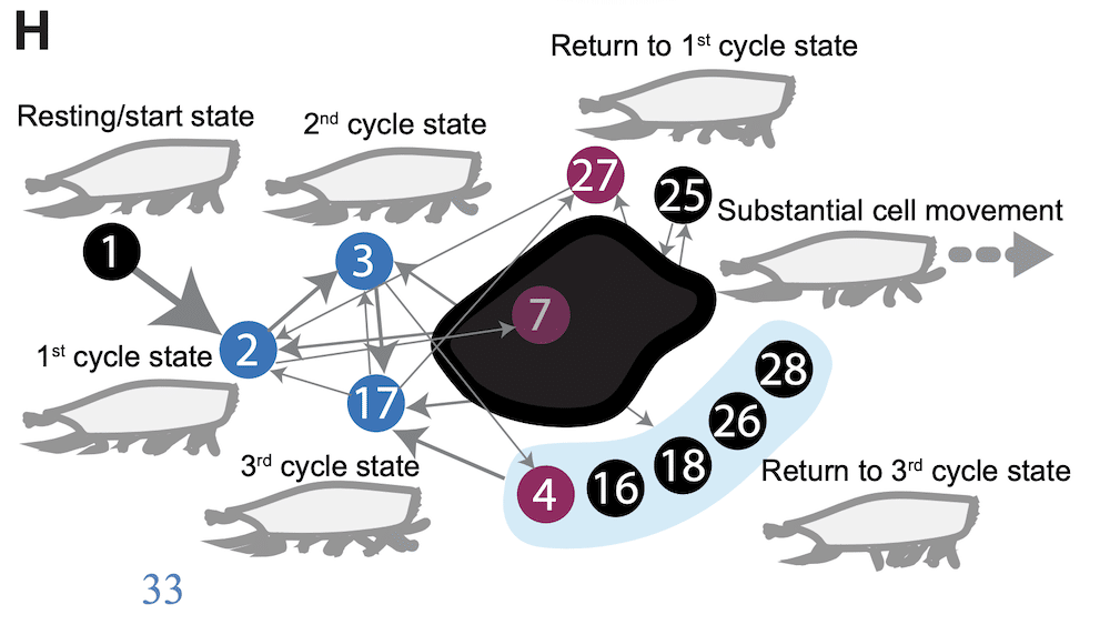 etats fonctionnels euplotes demarche machinale