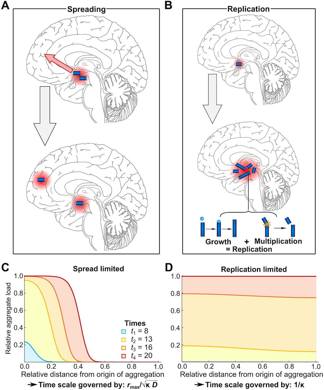 evolution alzheimer cerveau modele