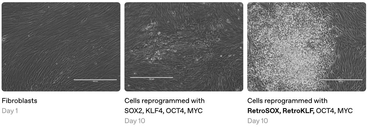 figure 1 longevite openai