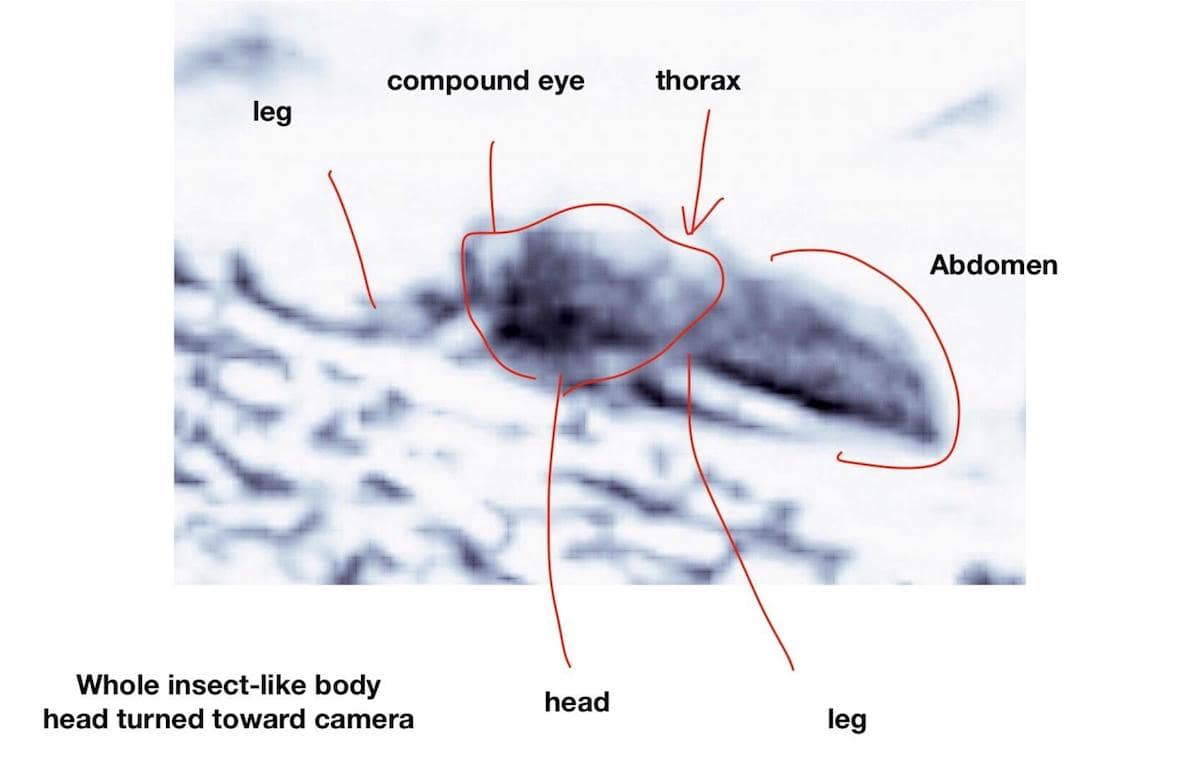 forme insecte mars vie extraterrestre romoser