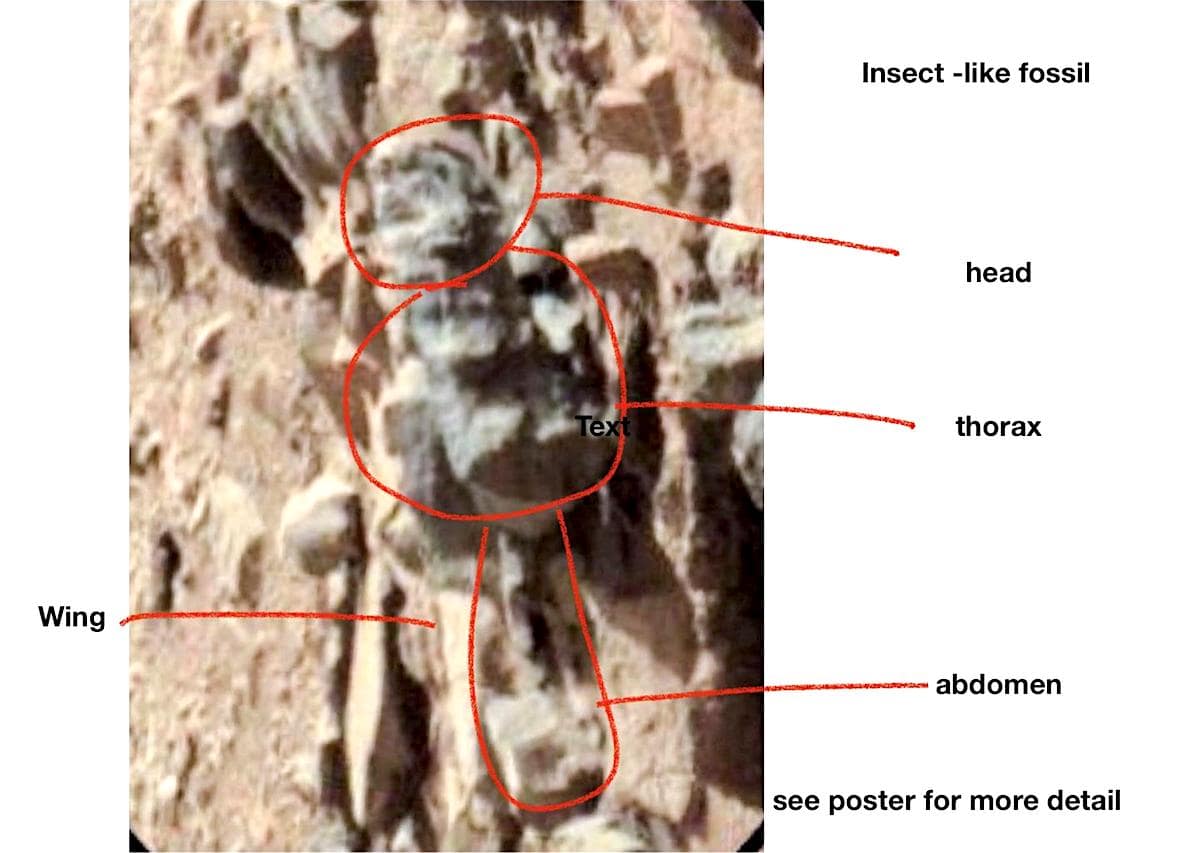 fossile forme insecte mars vie extraterrestre romoser
