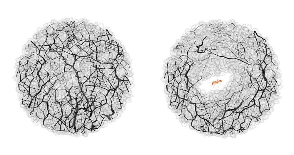 fourmis tunnels creuses forces grain grain
