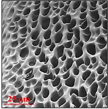 hydrogel polymere conducteur vue microscope