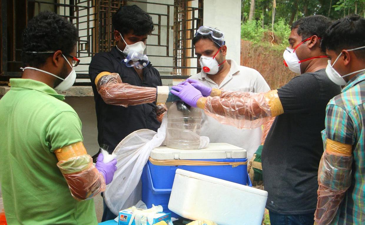 inde virus nipah capture chauve-souris 2018