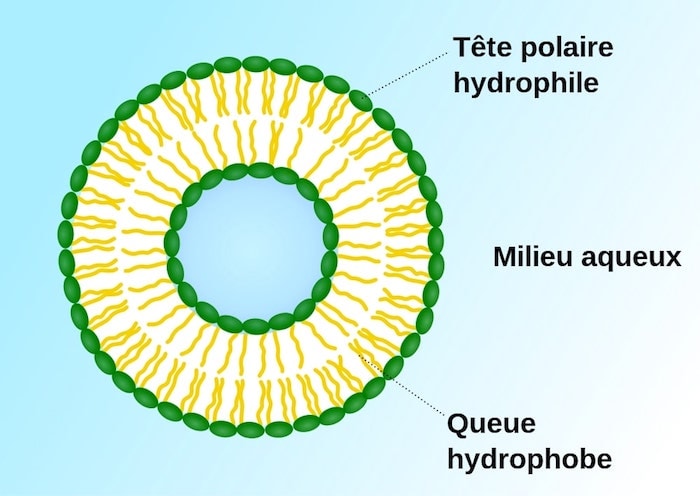 liposome schema vesicule simple