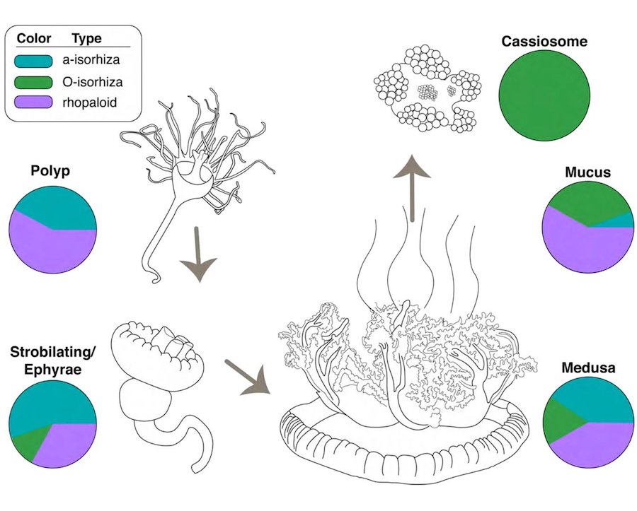 meduse cassiosomes grenades mucus schema