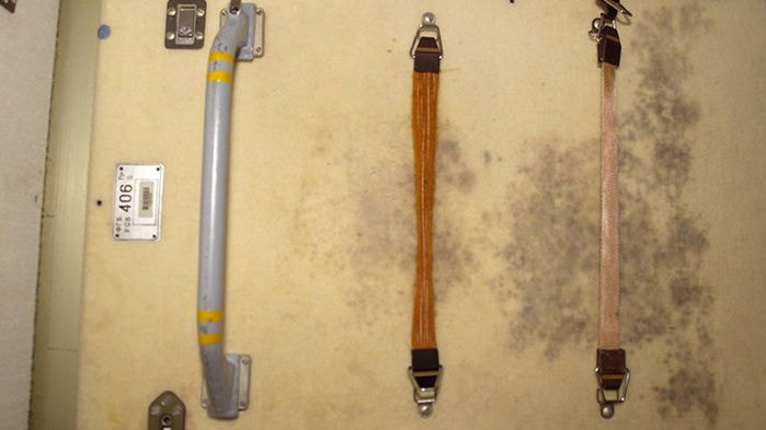 moisissures spores iss