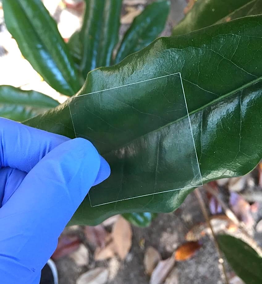 morceau verre bois transparent forest products lab