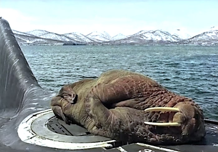 morse endormi sur sous marin russe