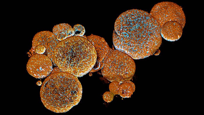 organoide glandes serpent creation venin