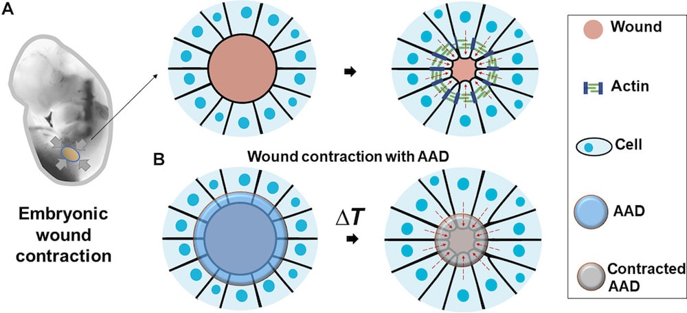 pansement bioinspire schema fonctionnement